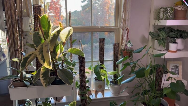 Living room full of plants and lights